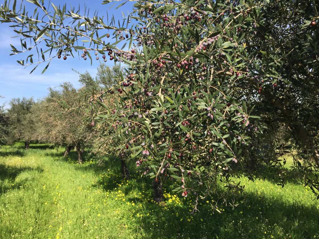 OLIVE GROVE